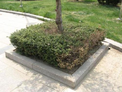 洛陽(yáng)樹(shù)坑石-案例